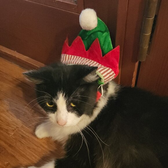 Meet your Posher, Caeli - Picture 6 of 16